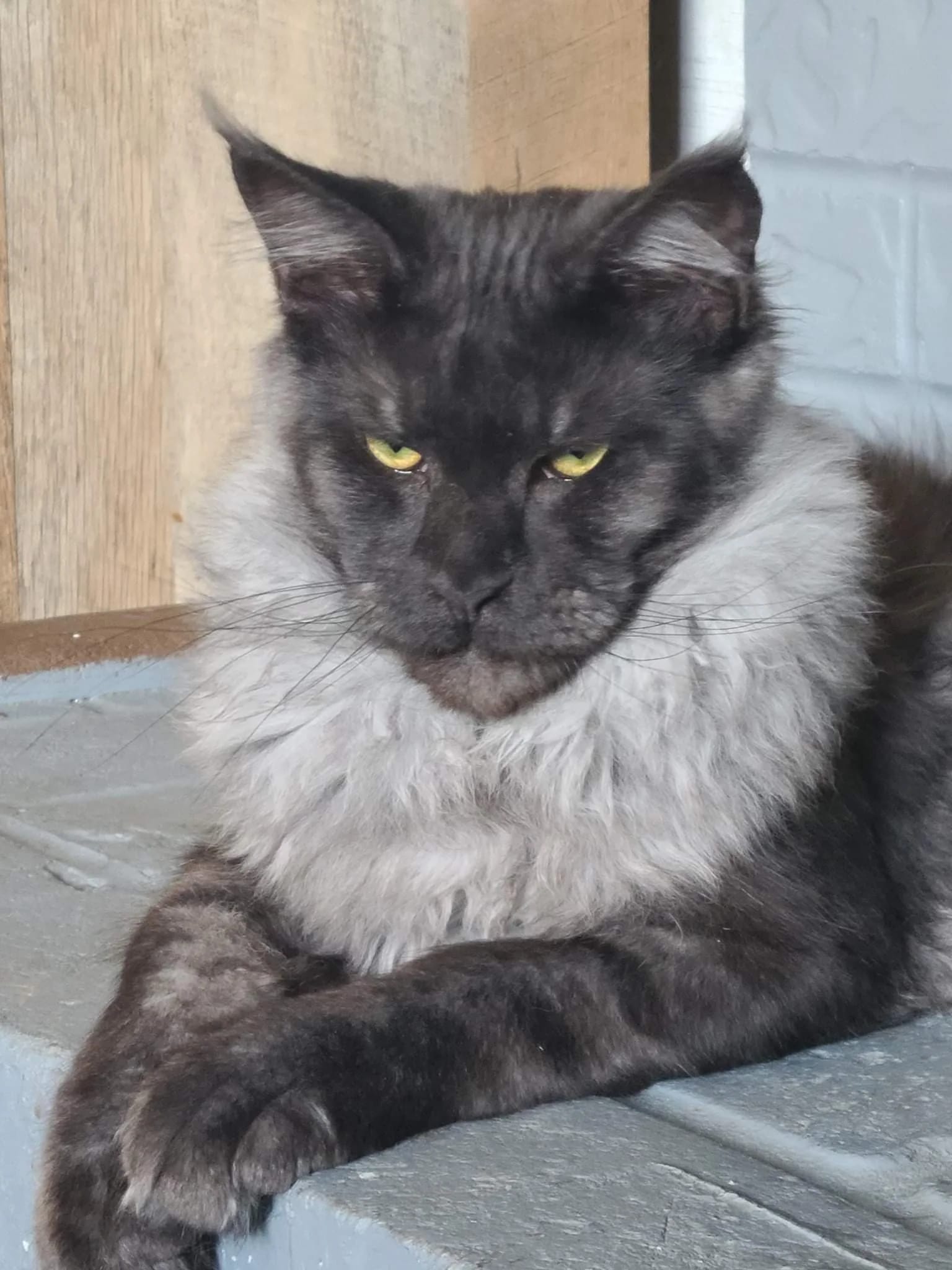 Maine Coon kittens for sale California